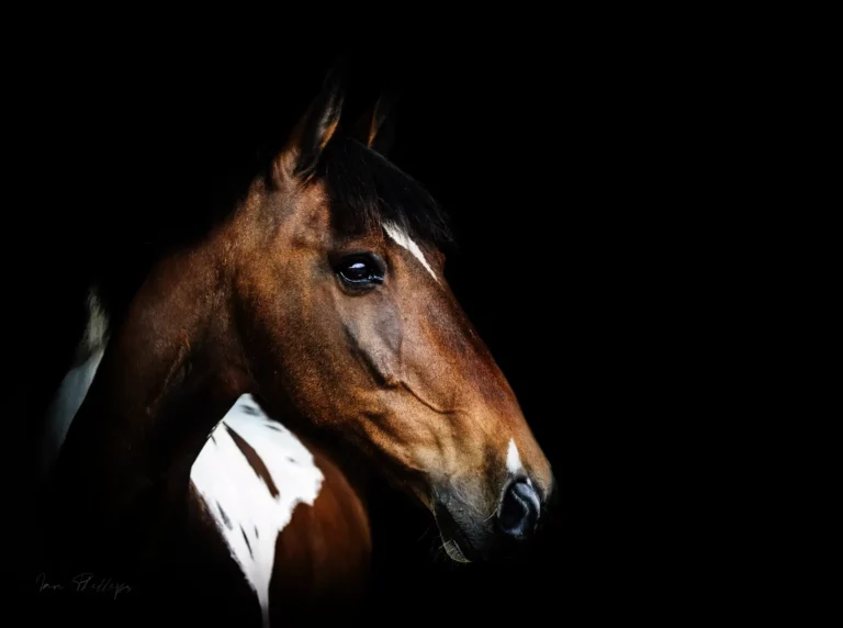 Horse On Black Backgorund By Chichester Photographer